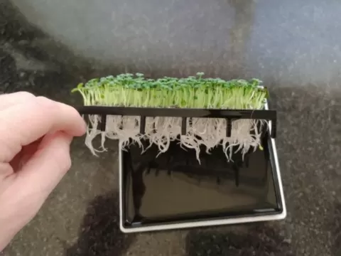 Seed germinator