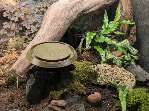 Isopod trap for easier collection and transfer