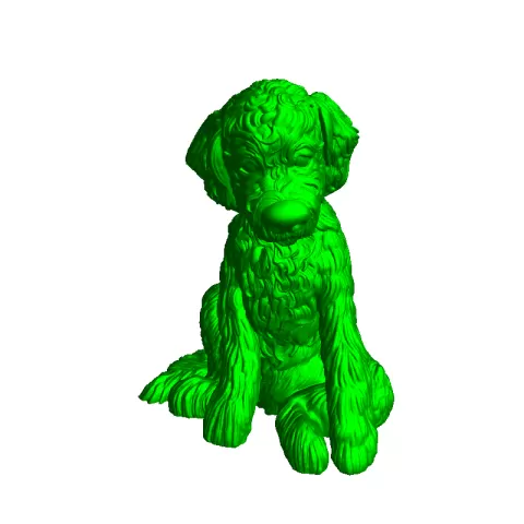 Labradoodle
