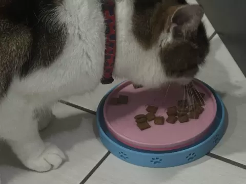 Ant Moat Pet Bowl (with Optional Slow-Feed)