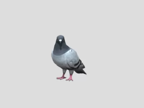 pigeonby neagww