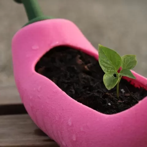 Spicy Chili Planter