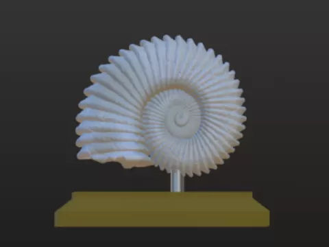 ammonite fossilsby malbel studio