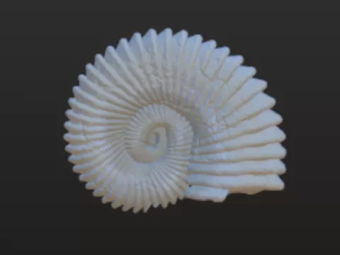 ammonite fossilsby malbel studio