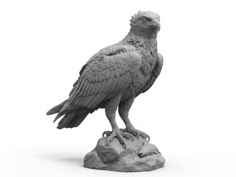 Osprey bird