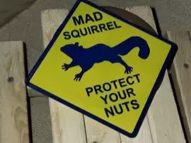 sign-mad-squirrel