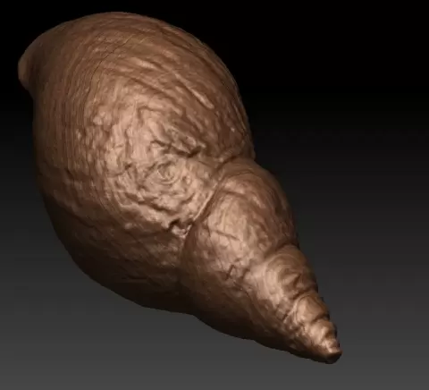 african snail shell scan
