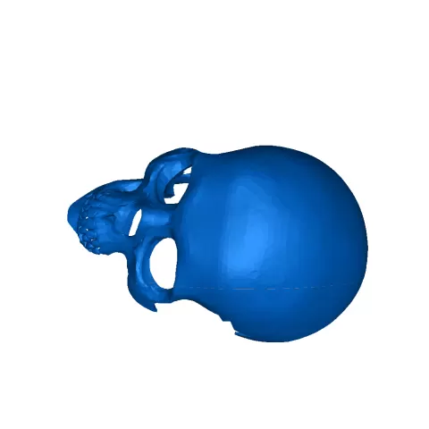 Skull Hideby Voldamorse