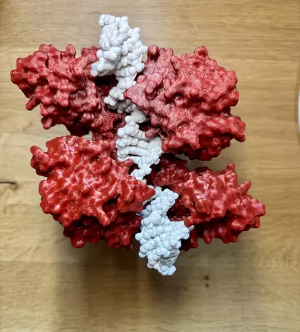 Topoisomerase II enzyme-DNA complex