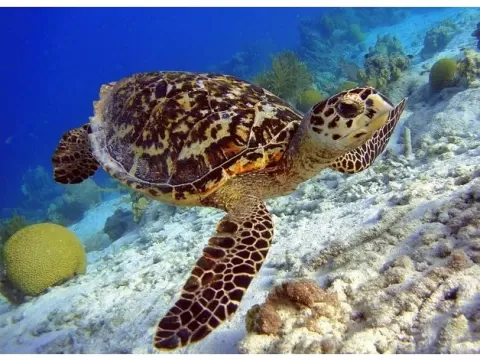 Sea Turtle