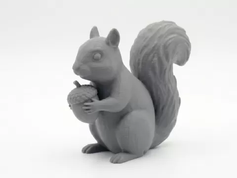 Squirrel
