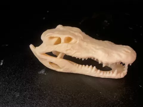 aligator