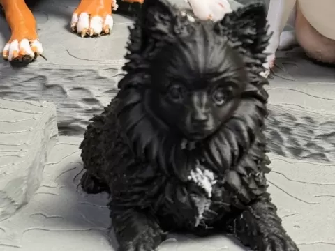 Pomerania
