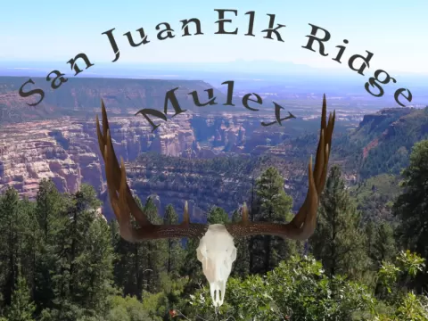 San Juan Elk Ridge Mule Deer Euro Skull Mount