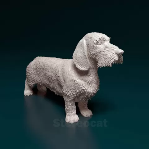 Wire_haired_dachshund by Giunninen Andrei