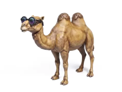 Funny camel