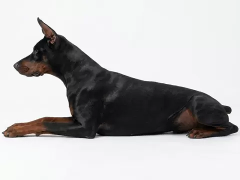 Doberman