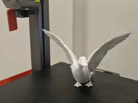 Duck Anas platyrhynchos