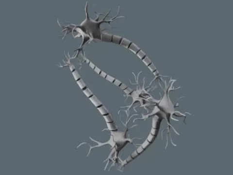 Neuron Network Anatomical Model 3D Printable Modelby Cloud7