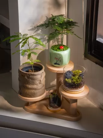 Plant Display Stand