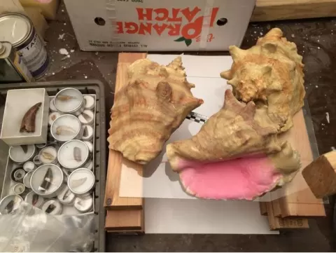 Conch Horn