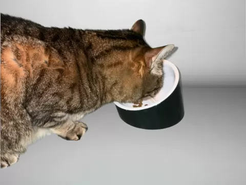 Angled Cat Food Bowl for Digestion
