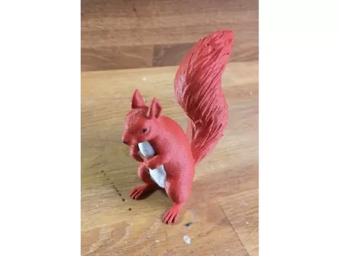 Eichhörnchen - Squirrel