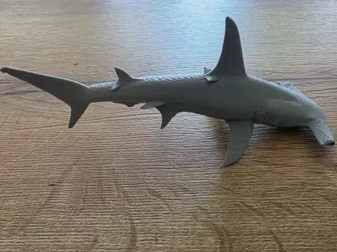 Hammerhead shark