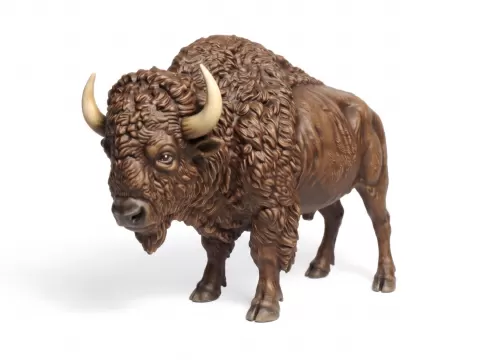 American Bison