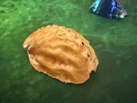 drilled seashell