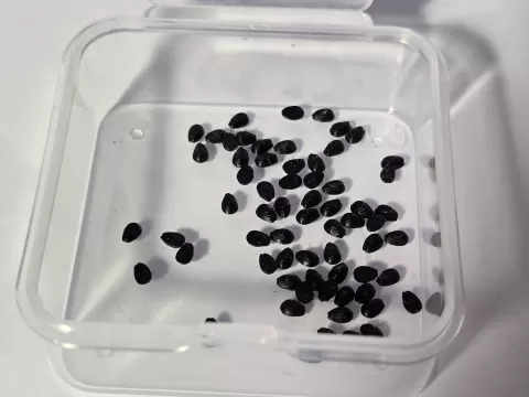Decorative Seeds (Sesame Seeds, Kiwi seeds, etc)