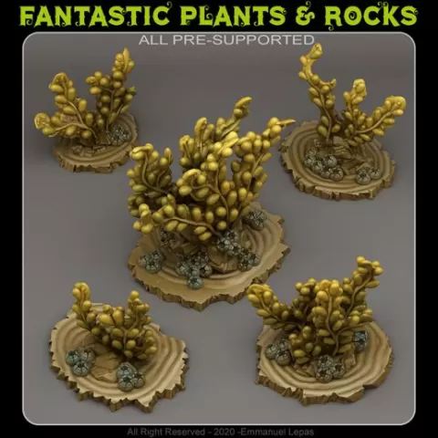GIANT BROWN ALGAE