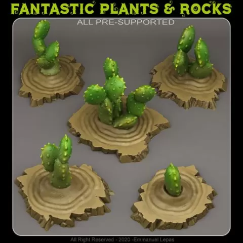 EGYPTIAN CACTUSES