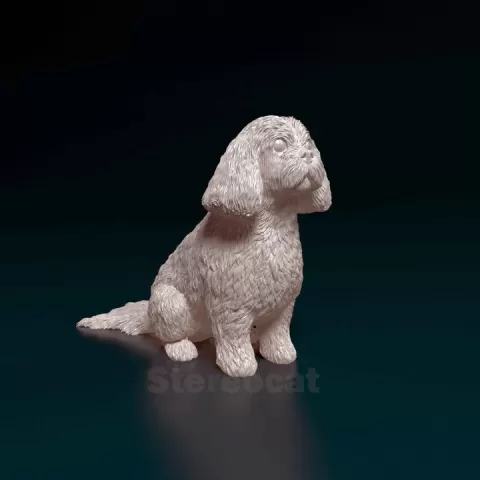 Shih Tzu by Giunninen Andrei
