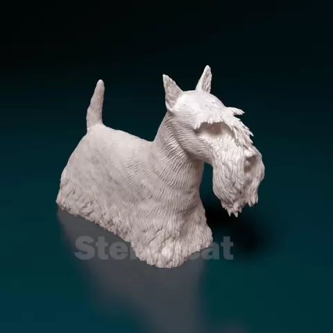 Scottish terrier by Giunninen Andrei