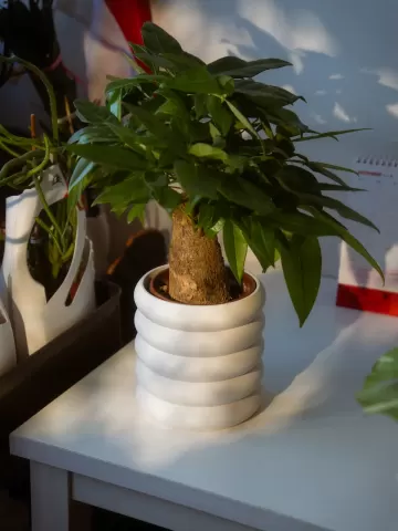 Bubble Planter 2