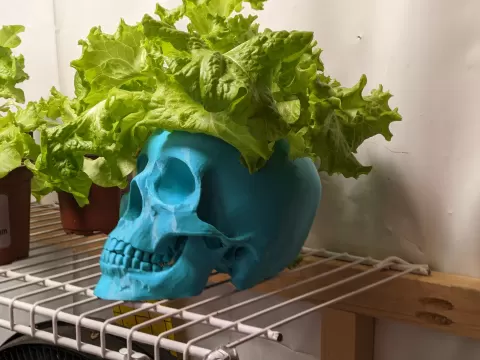 Skull Planter