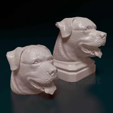 Rottweiler head by Giunninen Andrei