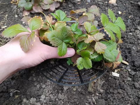 Strawberry Support / Podložka pod jahody