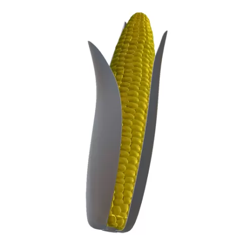 Realistic Corn Cob