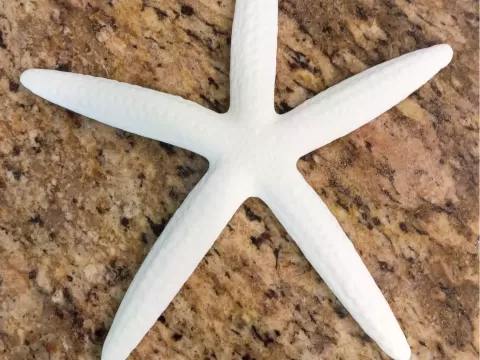 Star Fish