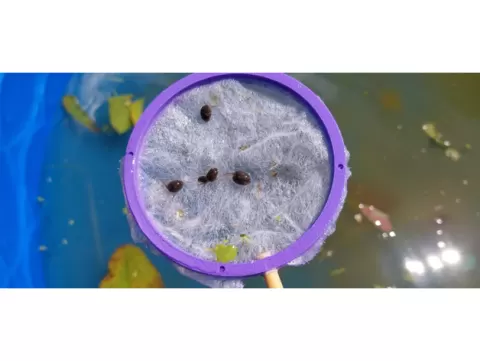 Tadpole Net