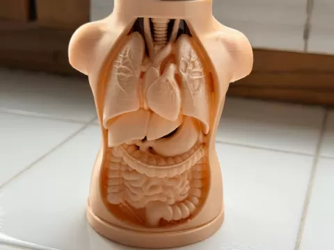 Human Anatomy Torso Pen Holde Anatomical Organizer