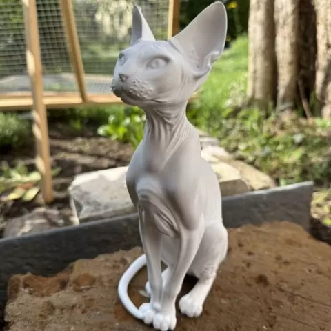Gatto Sphynx