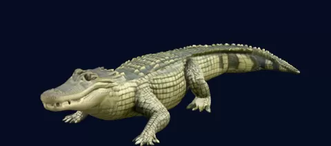 alligator
