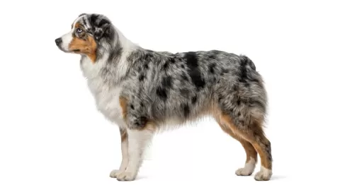 Shetland Sheepdog