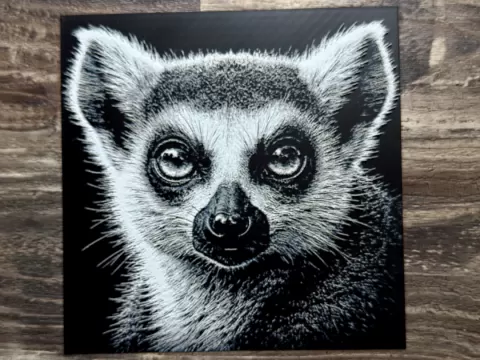 Ring-Tailed Lemur Wildlife Series