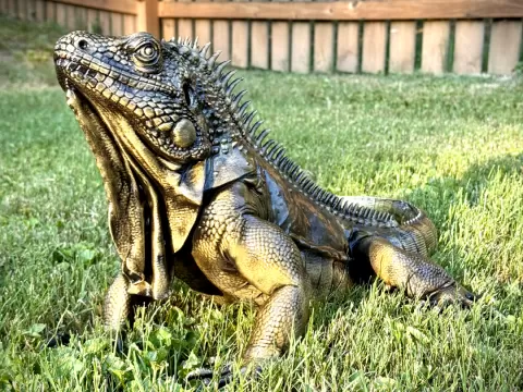 Ultra Detailed Iguana Statue - Hyper Realistic!