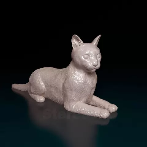 Cat Tabby by Giunninen Andrei