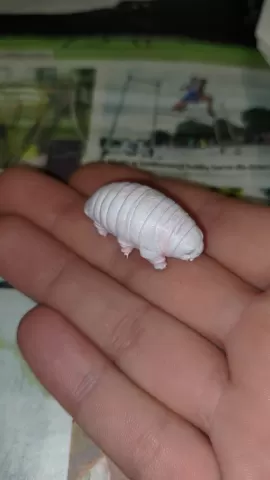 Tardigrade - hässlich wasserbär.